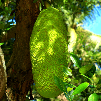 菠萝蜜