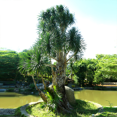 寿比南山不老松
